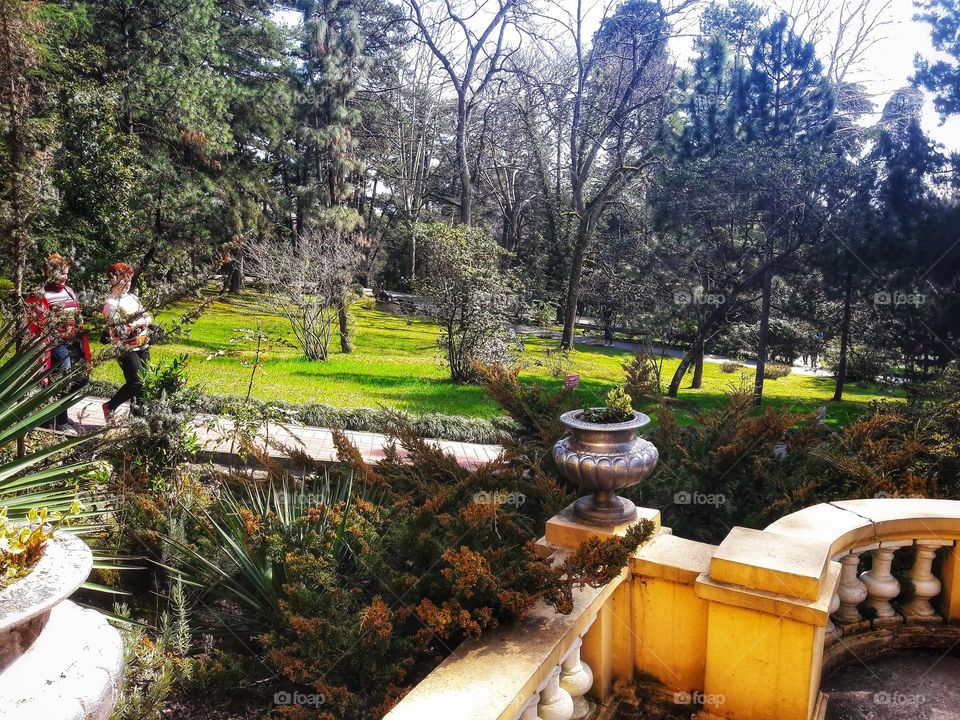 Spring flowers wild nature greens outdoor plant flower beauty