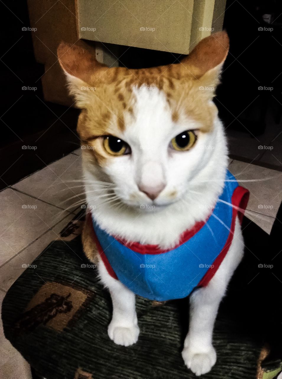 Cat wearing costume