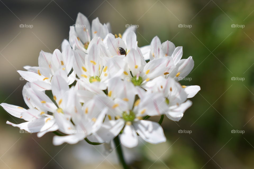 bug & flower