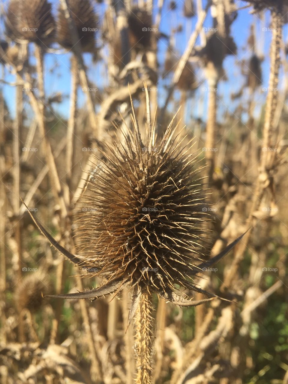Fall dried thistle