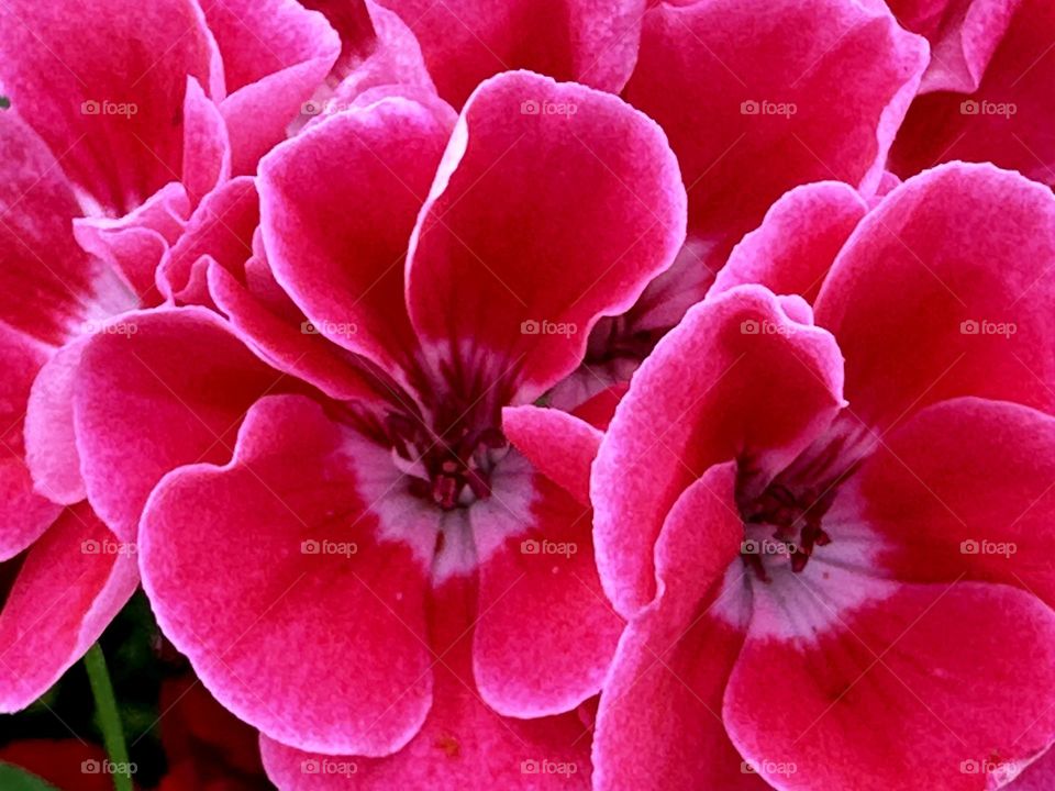 Beautiful close-up of pink flowers, moving their petals with the wind breeze.
