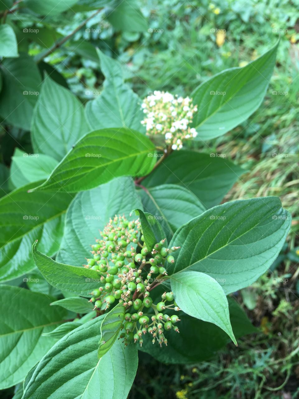 Green leaves and little flowers 