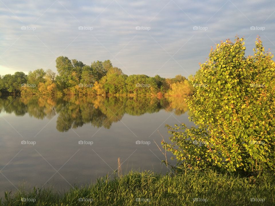 Evening rays on an invasive plant 