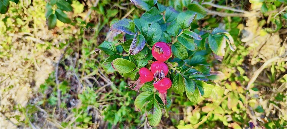 This brightly colored natural fauna was found on the island of “Rügen” at the “Strelasund”, a part of the “Baltic Sea” in “Mecklenburg - Western Pomerania”, Germany. 2024. Hypnotic Productions