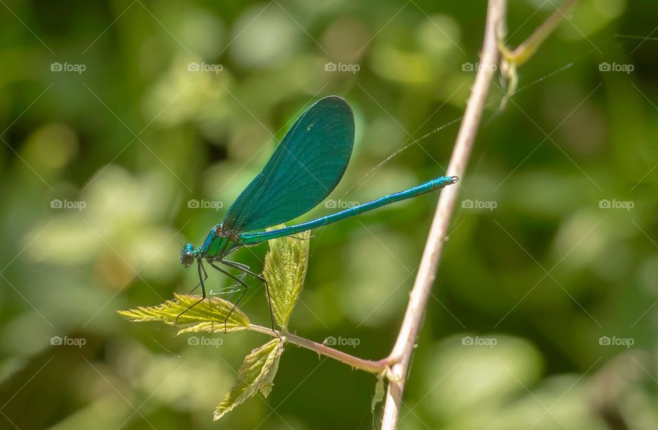 Dragonfly on the leaf