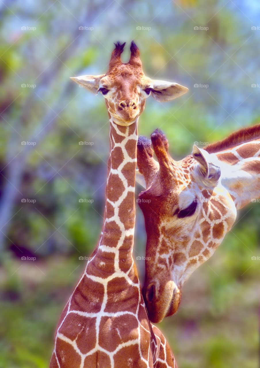 Mother love. A mother giraffe gently nuzzles it’s calf.
