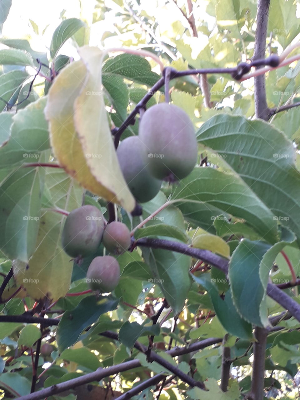 mini kiwi in the evening