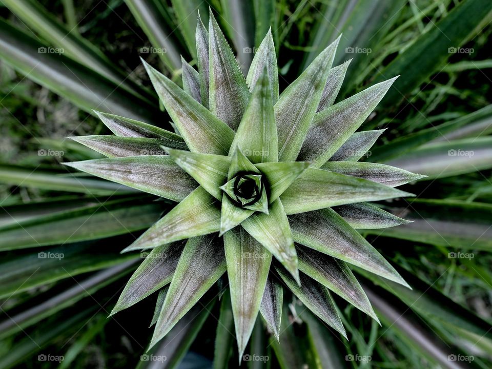 Too view of a pineapple shoot