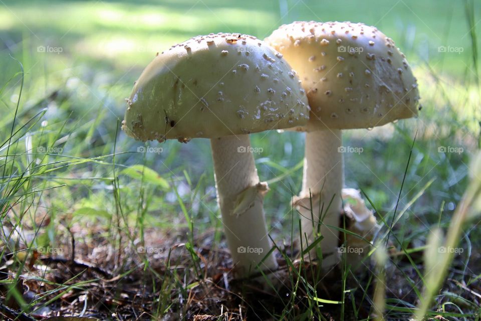 Mushrooms in yard
