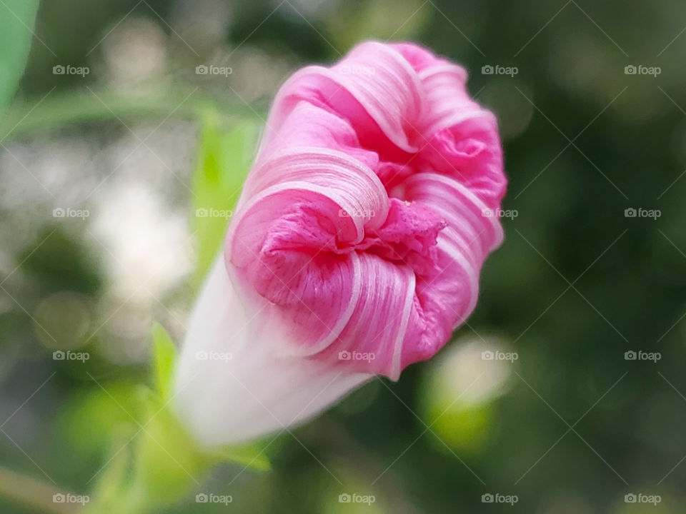 Closeup of a beautiful closed pink morning glory flower