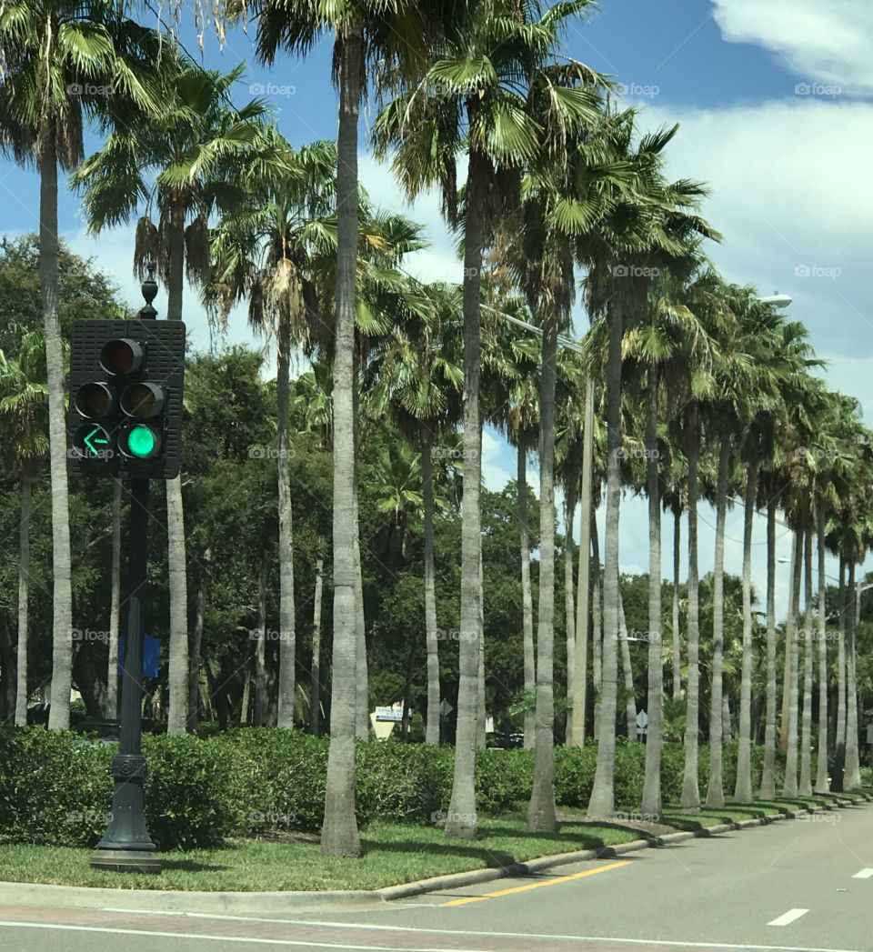 Symmetrical palm trees lining the avenue 