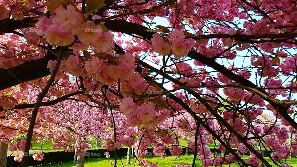 Kirschblüten Bäume