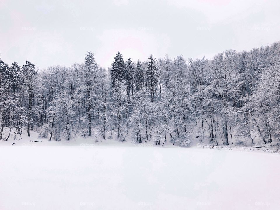 Winter, Snow, Cold, Wood, Frost