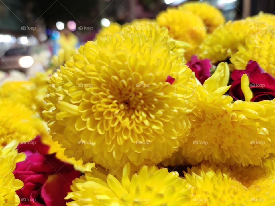 Beautiful Chrysanthemum