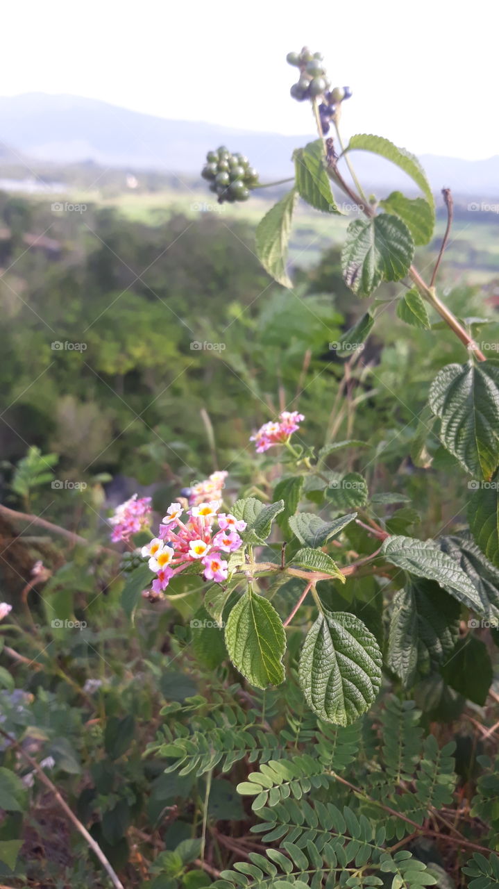 diatas bukit masih ada bunga yg cantik
