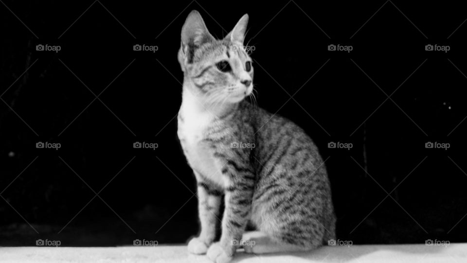 black & white cat 🐱