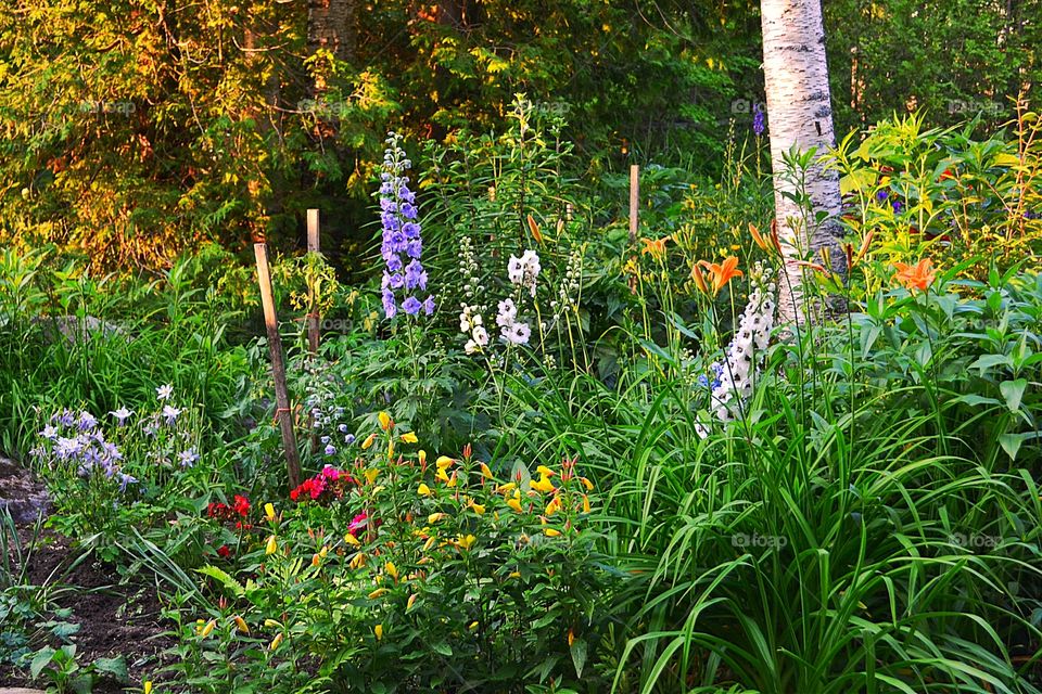 English garden. English garden at the cottage