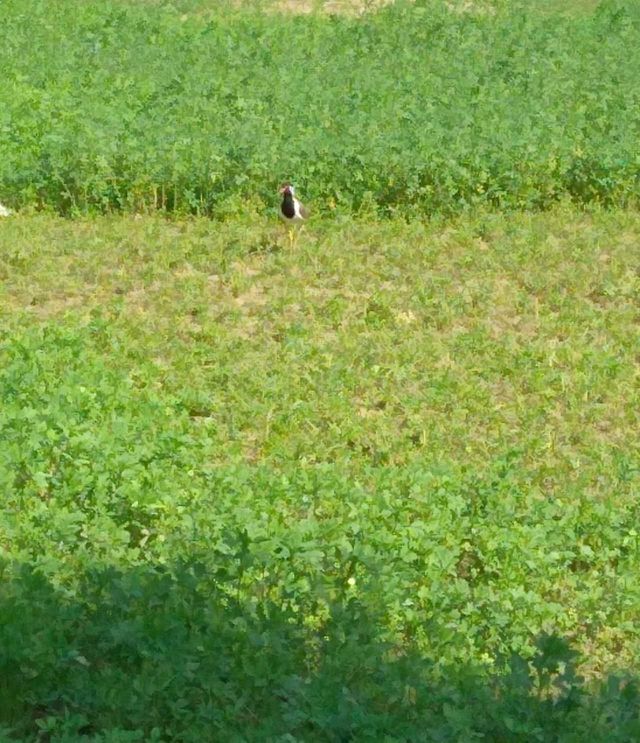 A Bird