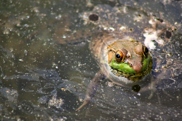 Ribbit