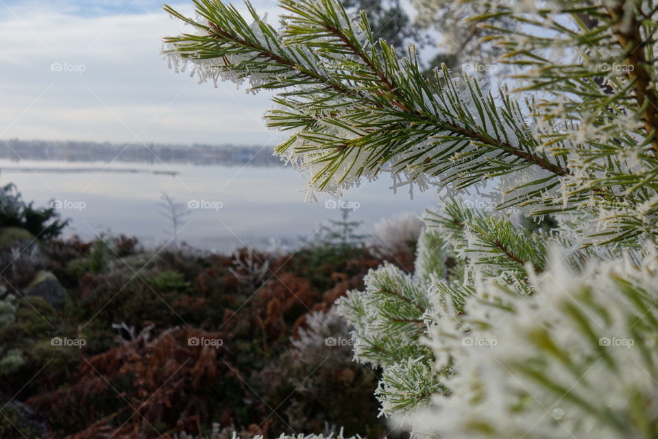 Close-up of snowy trees