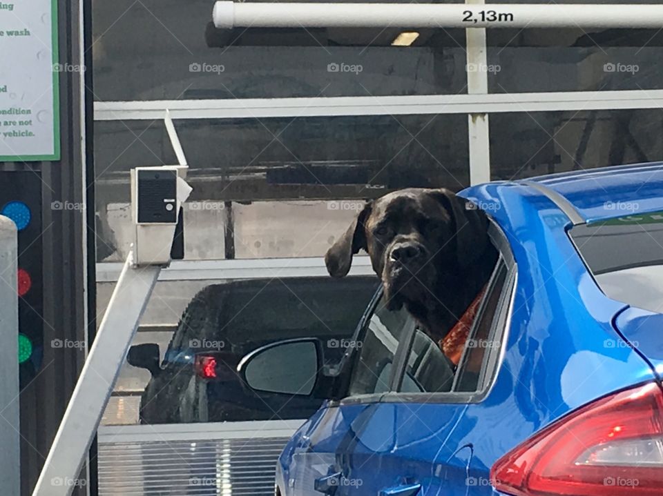 Dog waiting at car wash