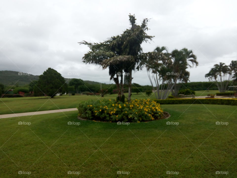 Tree, No Person, Golf, Landscape, Daylight