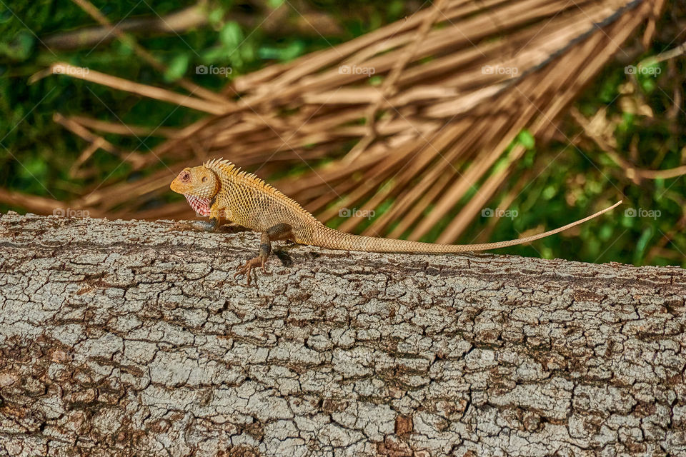 Animal photography - Oriental Garden Lizard - Sun bask