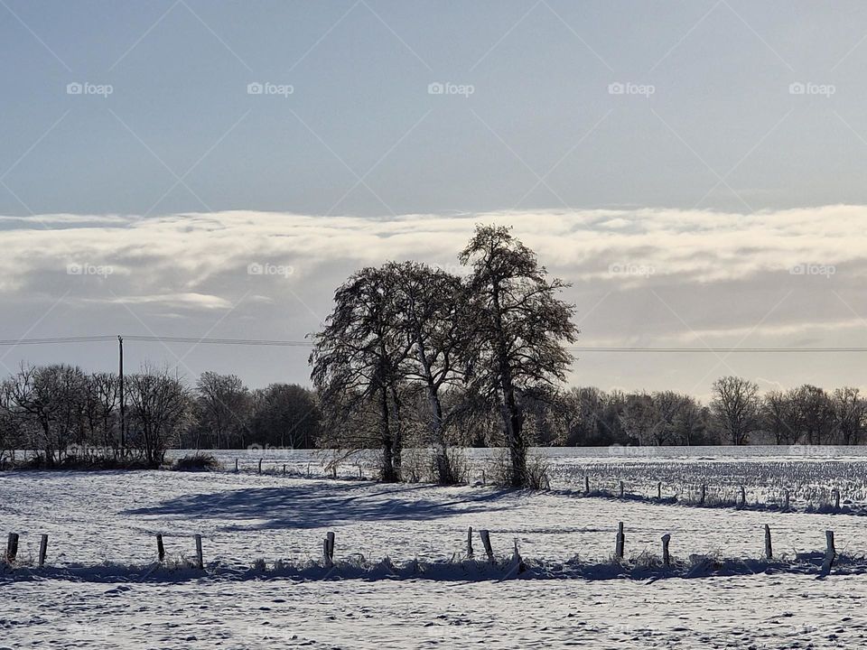 Trees in snow