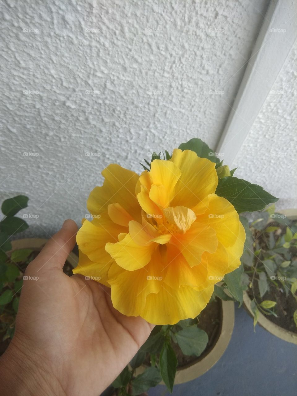 Yellow hibiscus in hand!