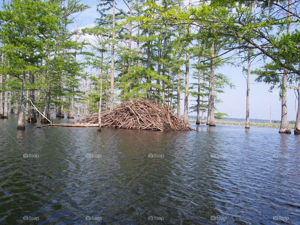 Mr and Mrs Beaver’s house at Cane Creek State Park in Arkansas 