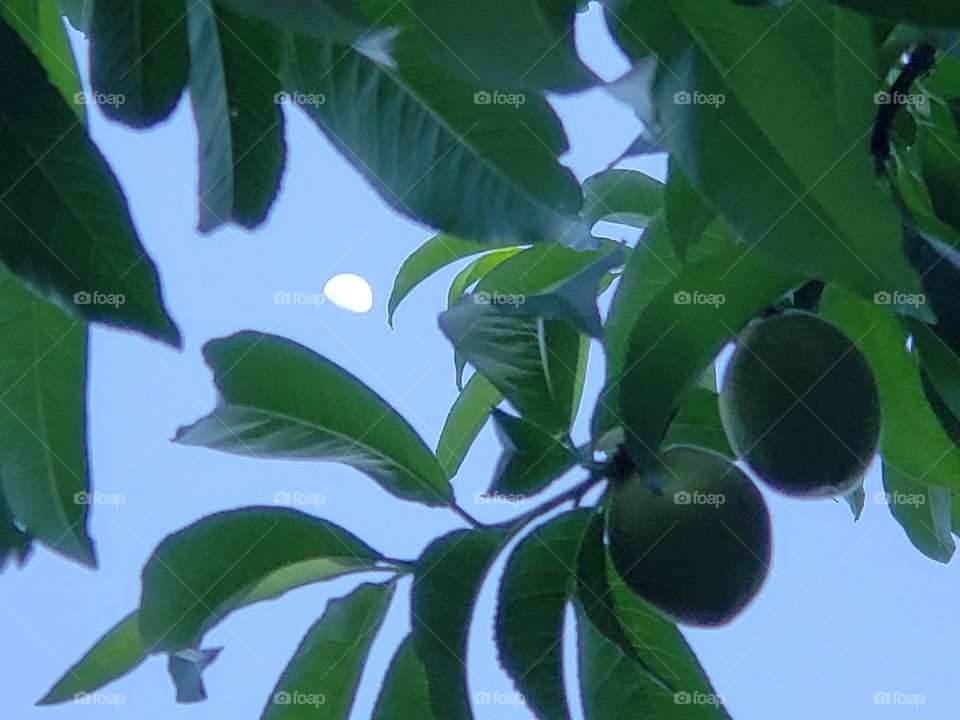 moon and peaches