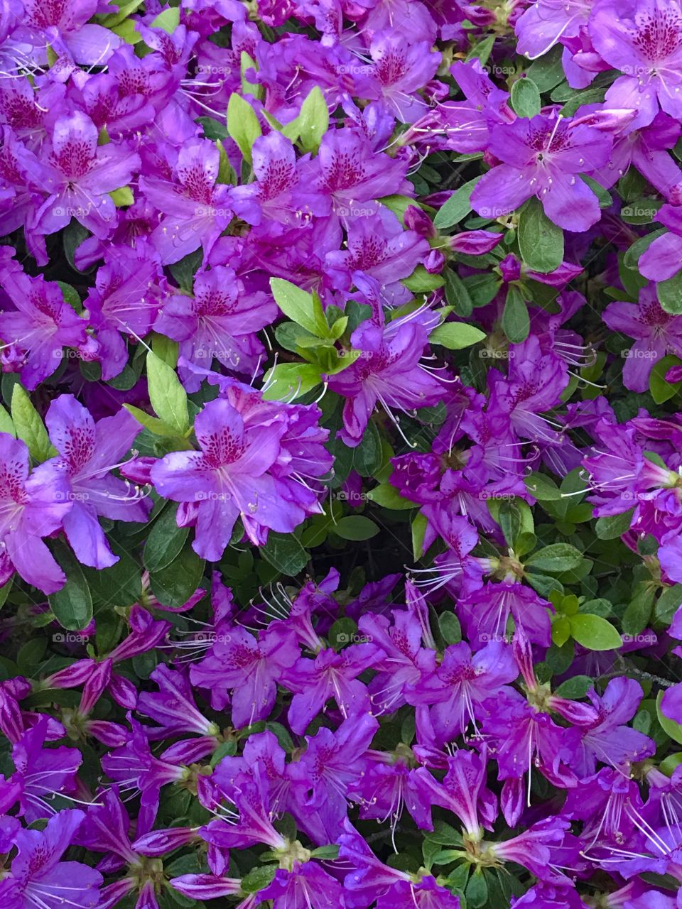 Purple azalea flowers