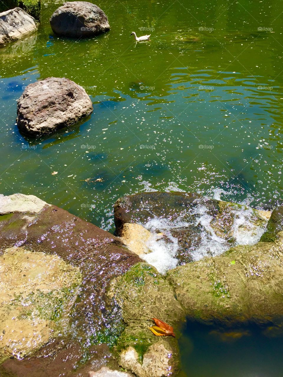 Cute duck in the pond