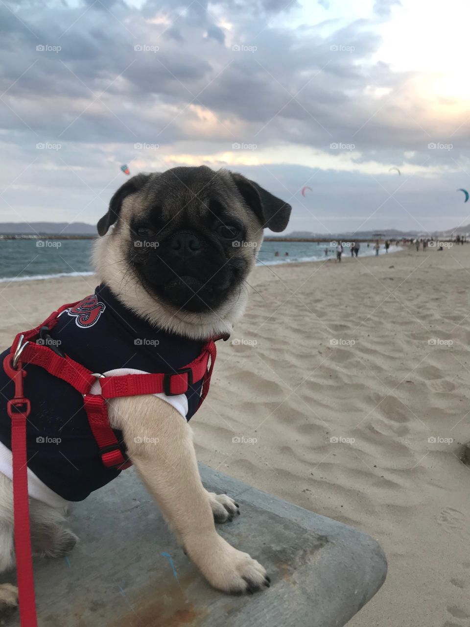 Pug carlino, Dog, nature, beach, playa, cielo, sand, relax