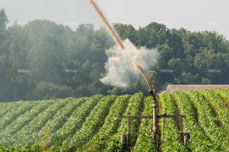 Foap, Cities and Countrysides: Swine waste water is pumped from the lagoon and used to irritate a sorghum field in Raleigh, North Carolina. 