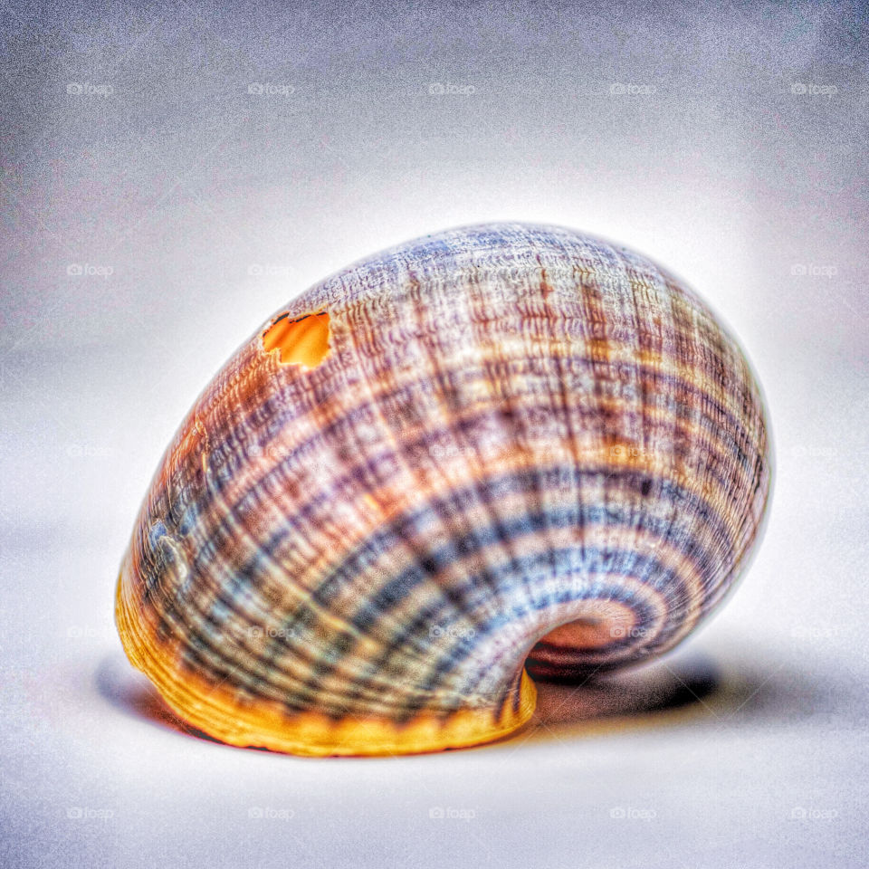 A Shell's Life . One of many shells that tell the story of the life and death of a snail. 