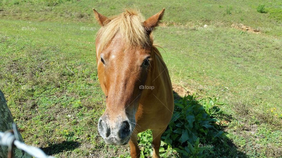 Horse on sunny day