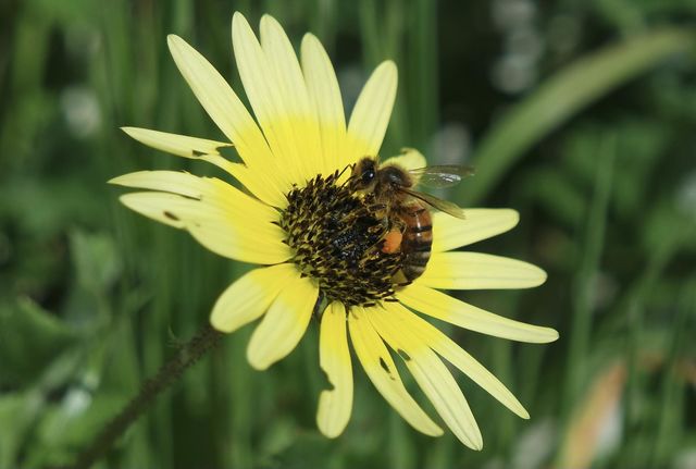 A bee, harvesting nectar from an open sunflower in the middle of spring, getting it all over its legs.