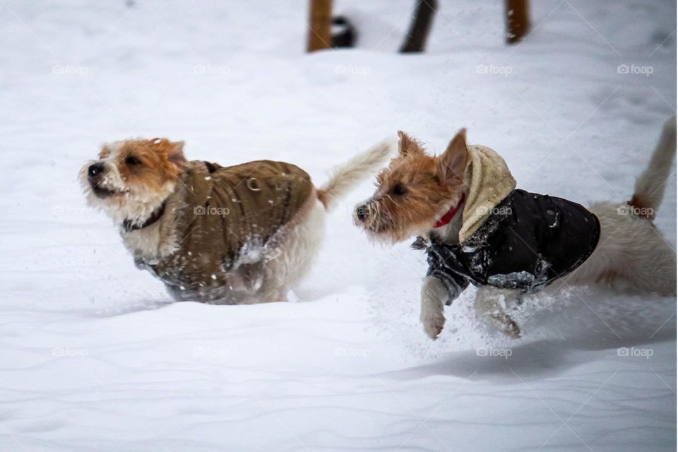The jack russell terrier at snowing in the run