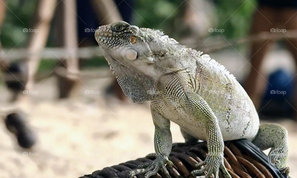 Gray Iguana