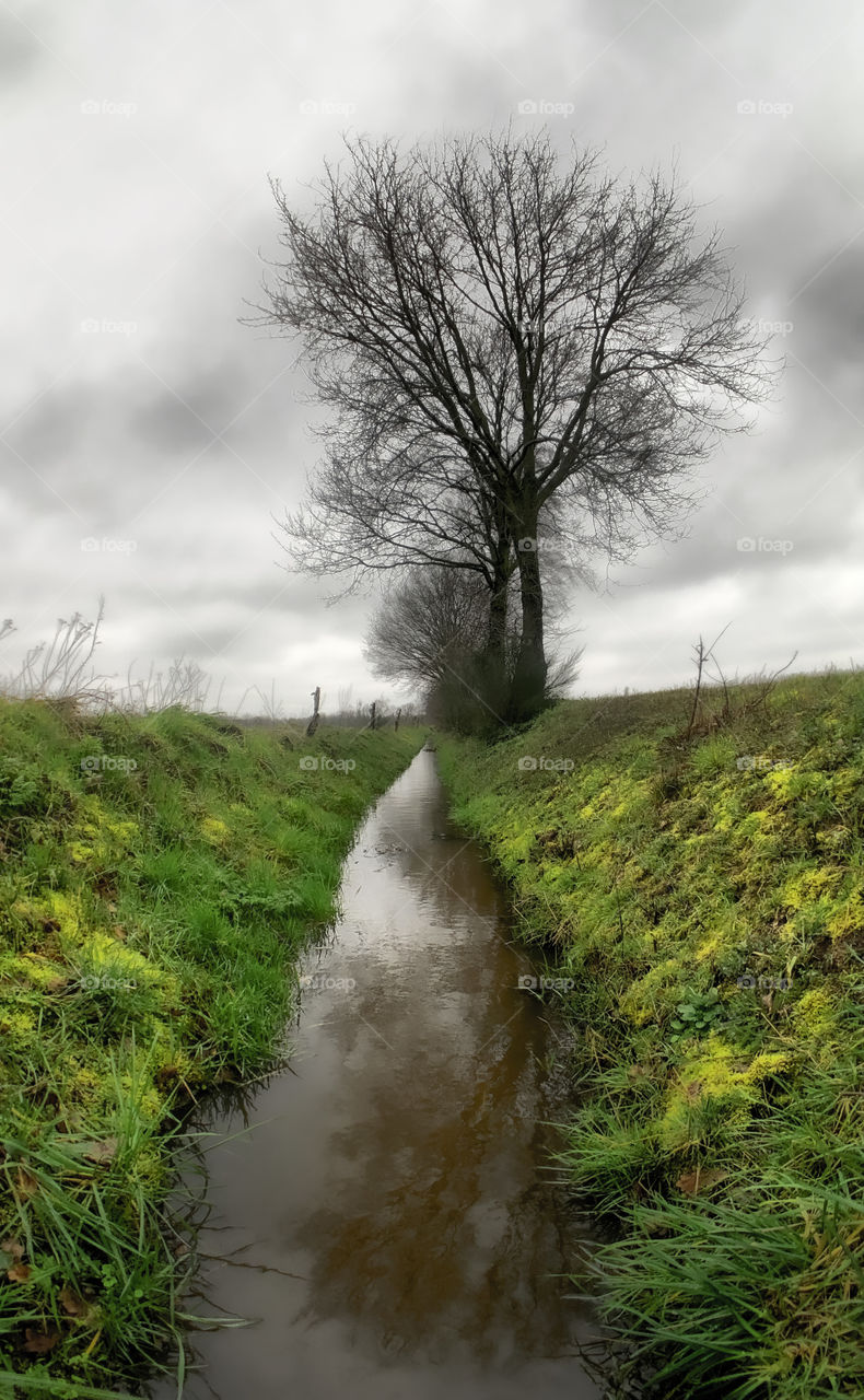 A brook between the grassy green farmfields leading to some bare trees under a dark grey winter sky