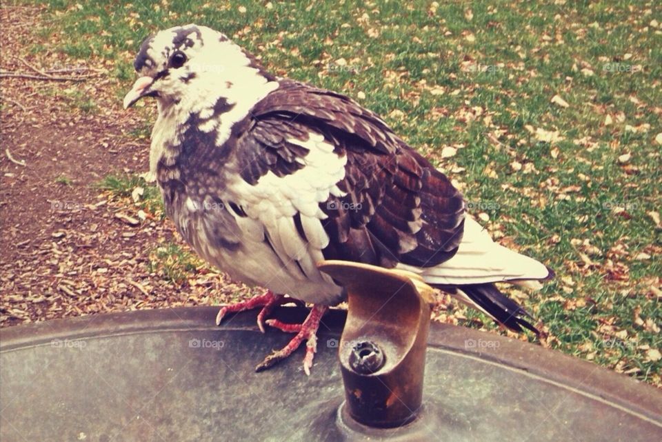 Brown & White Pigeon Perched on a Bronze Metal Water Drinking Fountain in the Park 