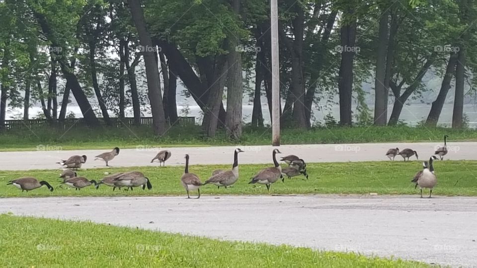 just a few geese