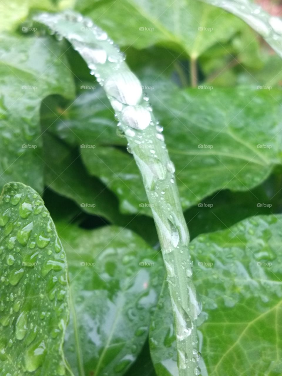 plants and water drops