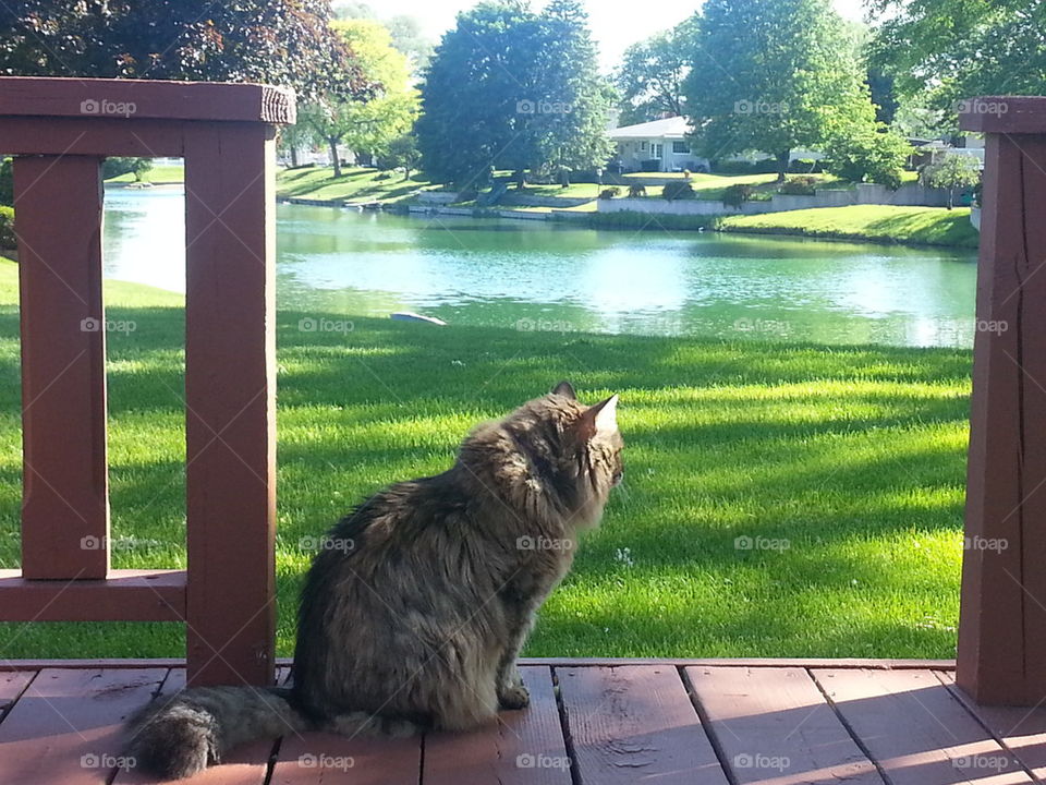 Kitty by the Lake