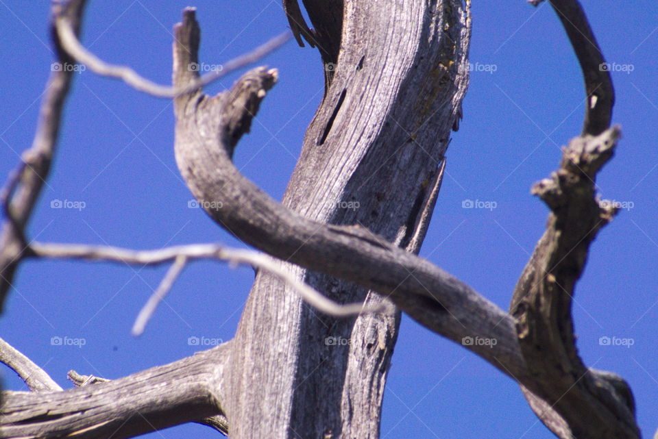 tree old dead abstract hard wood pattern blue sky no person meaquit