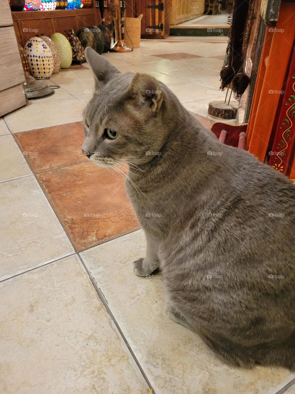 Chubby gray cat at Hurghada Egypt