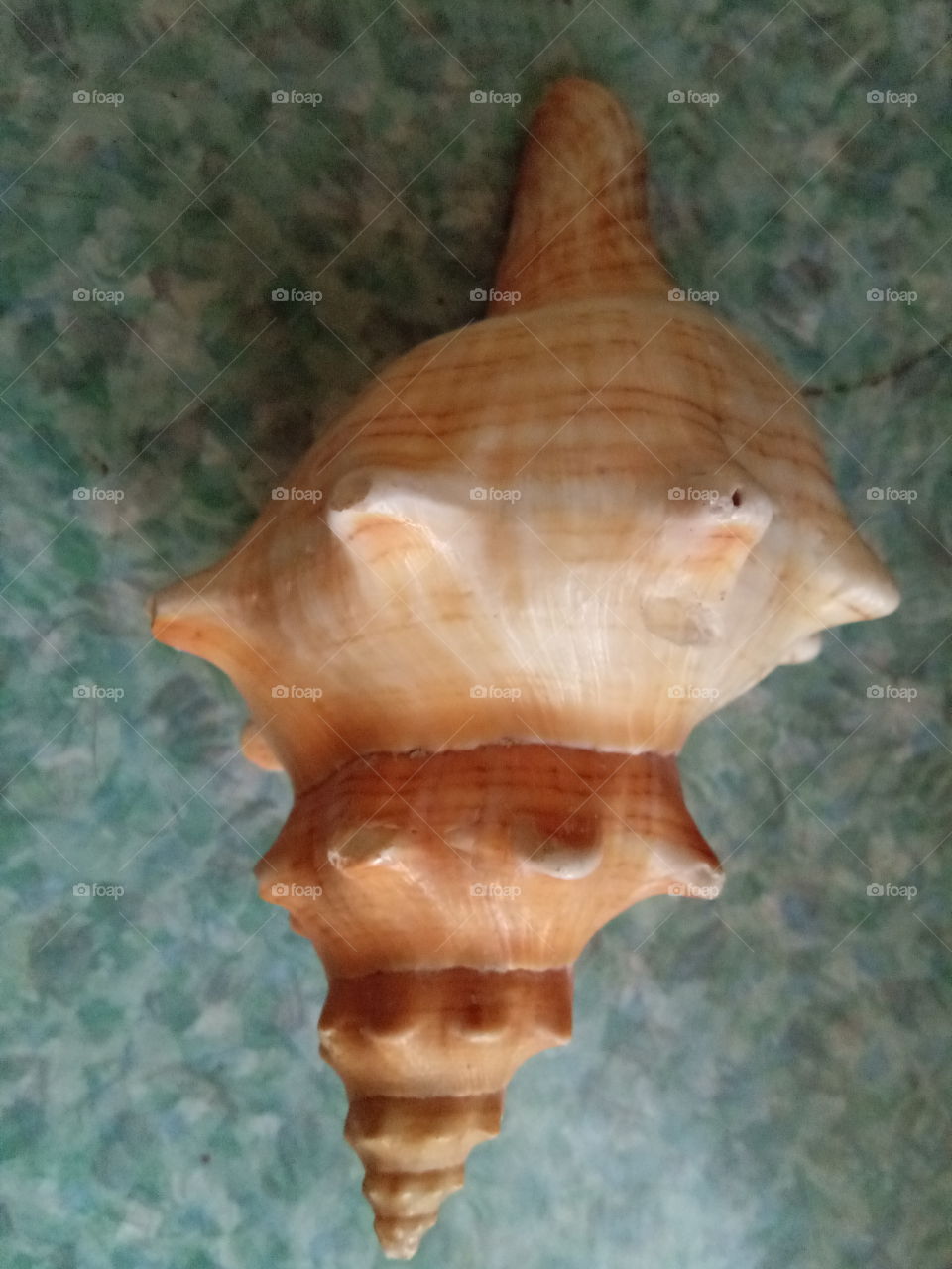 Shell