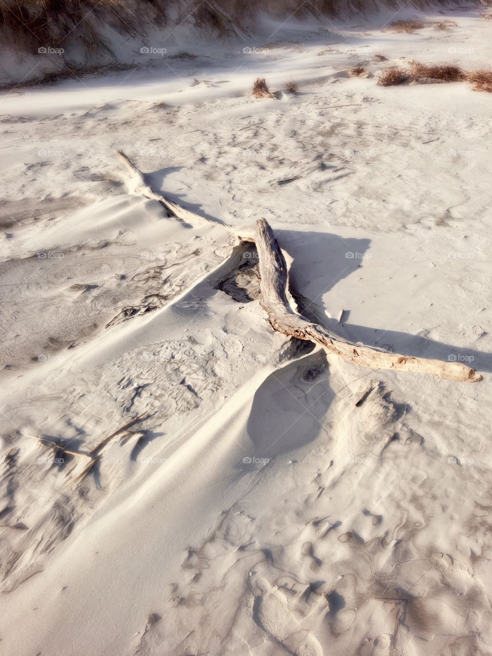 Close-up of a driftwood