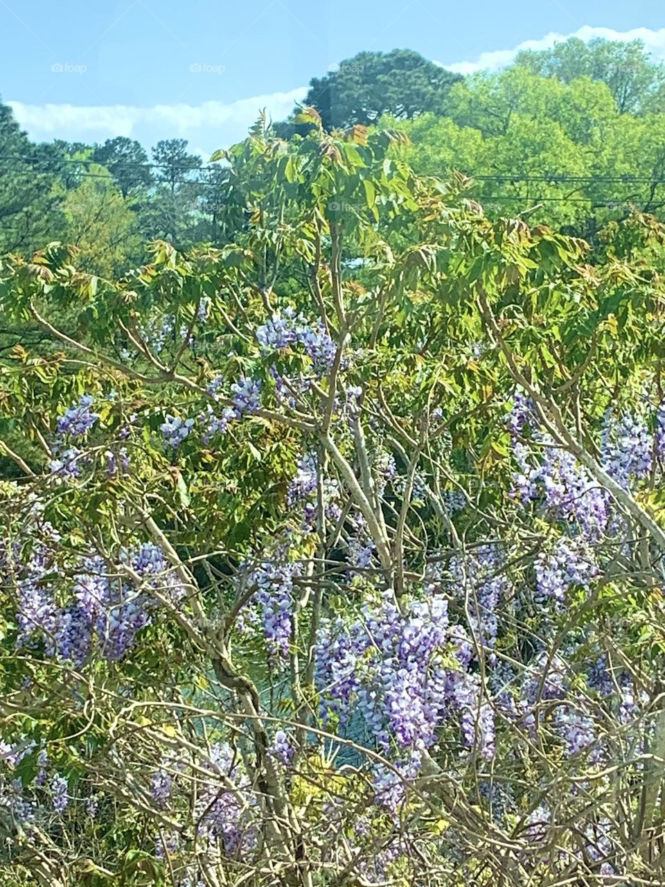 Wisteria